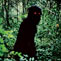 Uncle Boonmee Who Can Recall His Past Lives